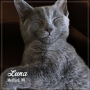 Gray cat named Luna from Medford, WI, lying down with a blurred background