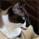 Close-up of a Siamese cat with 'Mewsalt Atlanta, GA' text overlay.