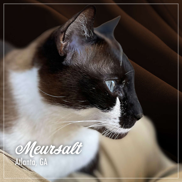 Close-up of a Siamese cat with 'Mewsalt Atlanta, GA' text overlay.