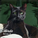 Black cat with green eyes sitting on a green cushion, with 'Birdie' and 'Maricopa, AZ' text overlay.