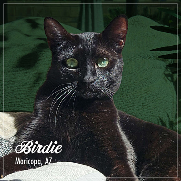 Black cat with green eyes sitting on a green cushion, with 'Birdie' and 'Maricopa, AZ' text overlay.