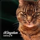 Close-up of a tabby cat with text overlay 'Kingston Cedarburg, WI'.