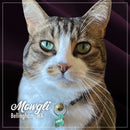 Cat with green eyes and a collar tag, sitting on a dark background