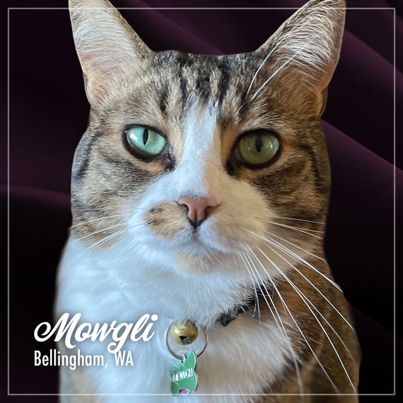 Cat with green eyes and a collar tag, sitting on a dark background