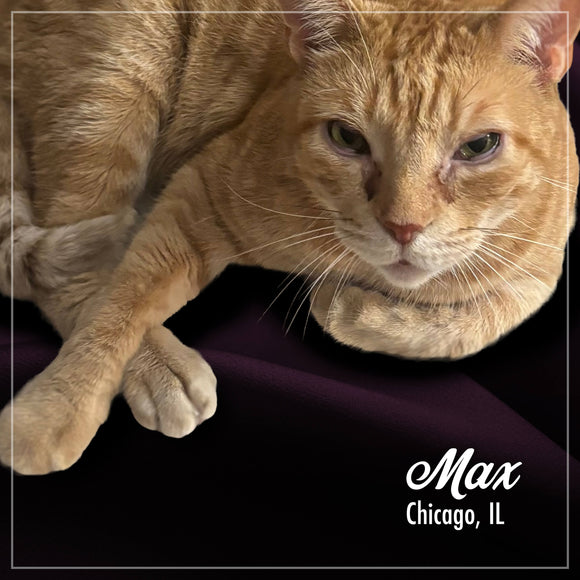 Close-up of a ginger cat named Max from Chicago, IL.