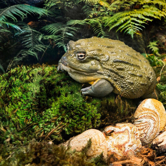 Galapagos Royal Pillow Moss for all Repitiles and Amphibians