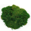 Galapagos Sheet Moss Decorative Sheet of Real Moss for Tropical & Forest Tanks