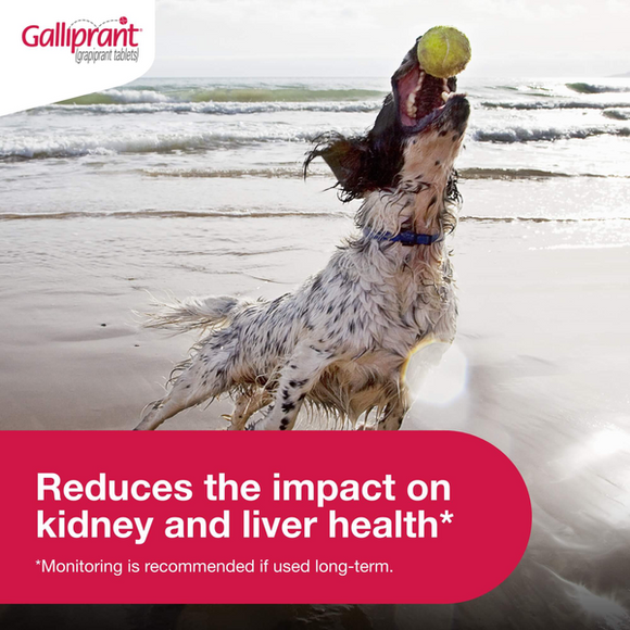 galliprant for dog arthritis