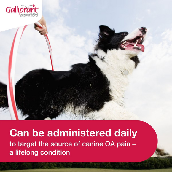 Vet Approval recommended for galliprant and it can be administered daily