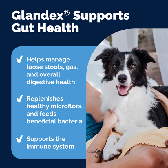 benefits of Glandex Daily Prebiotic & Probiotic Soft Chews for Dogs