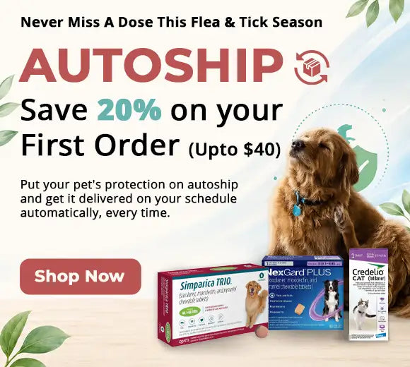 Golden retriever with a blue collar and tag.