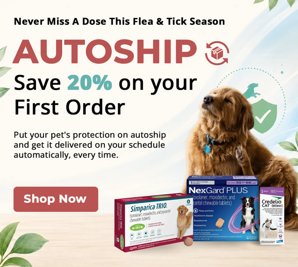 Golden retriever with a blue collar and tag.
