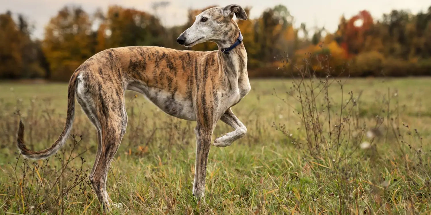 8 Heat-Sensitive Dog Breeds That Need Protection This Summer