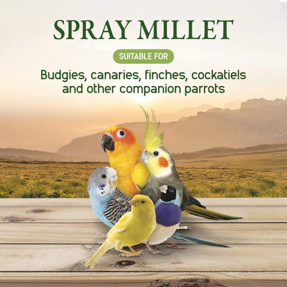 Hagen Living Spray Millet - Bird Treats 8