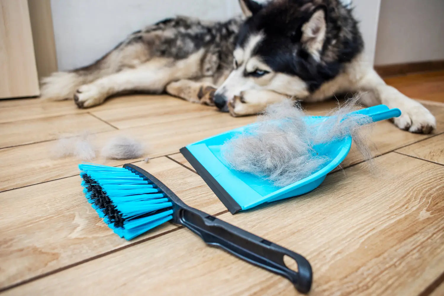 a husky sitting behind a duster and dustpan full of its fur