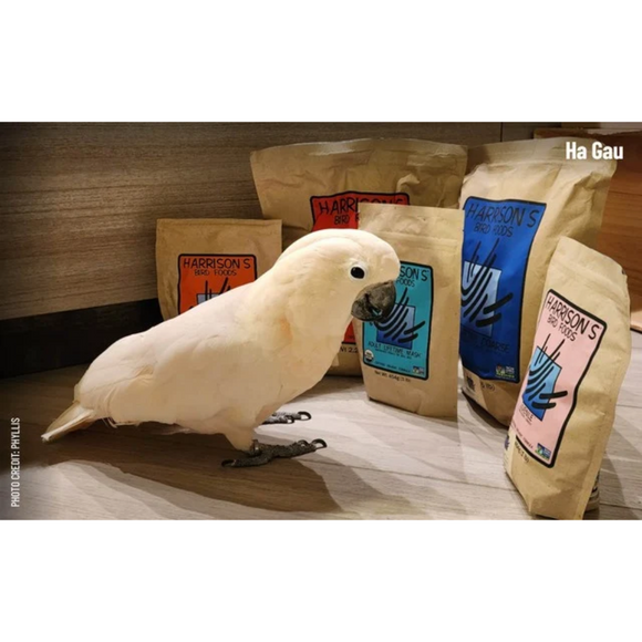 Harrison’s Bird Foods Juvenile Hand-Feeding Organic Powder Bird Food - Bird Food 4