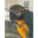 Harrison’s Bird Foods Nuggies Birds Treats 6.9-oz - Bird Food 7