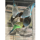 Harrison’s Bird Foods Nuggies Birds Treats 6.9-oz - Bird Food 5