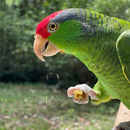 Harrison’s Bird Foods Power Treats Organic Pellet Bird Treats - Bird Food 5