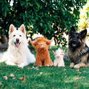 Highland Cow Toy for Dogs Assorted Colors - Dog Toy 3