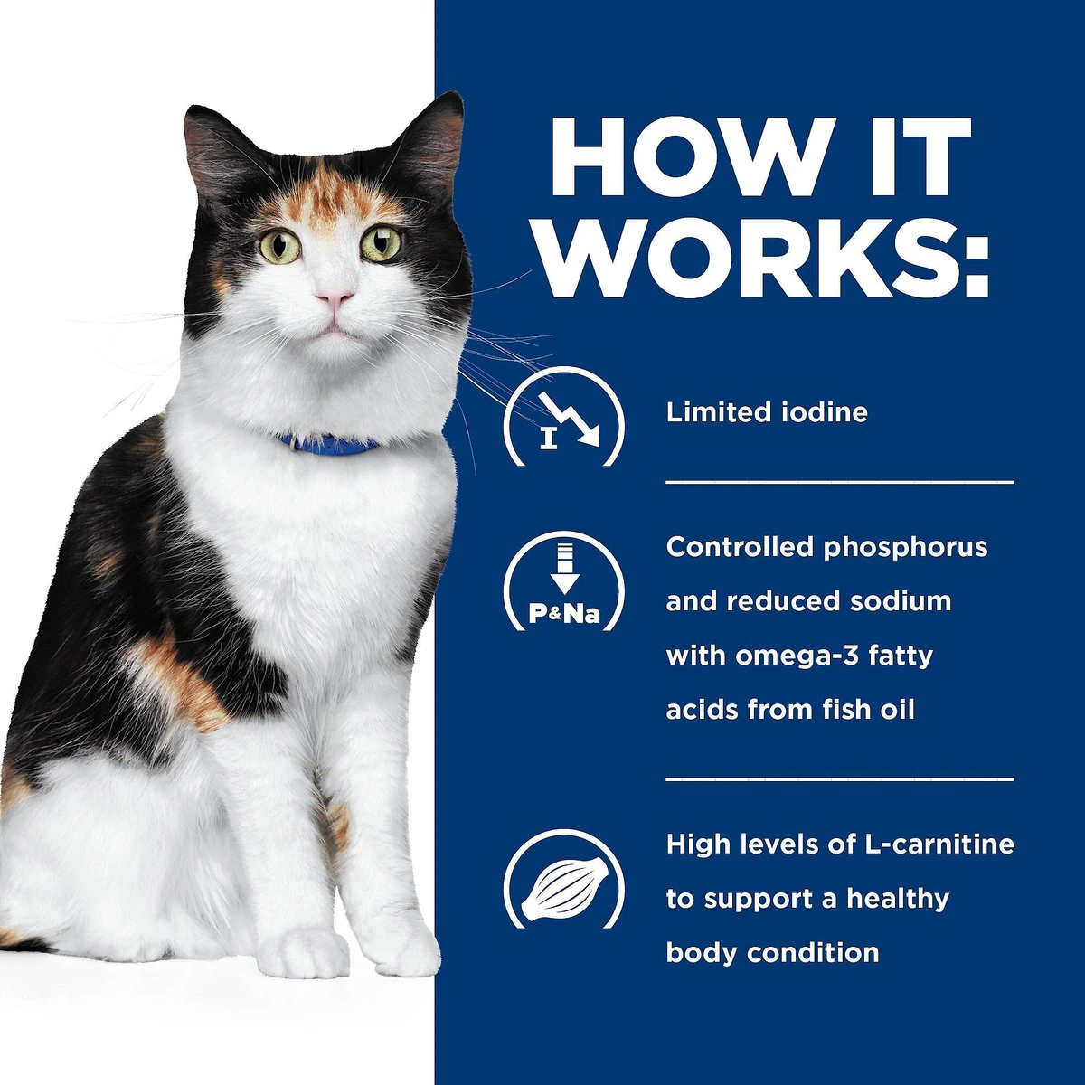 can i take l carnitine with levothyroxine How Does Carnitine Support Hashimoto's?