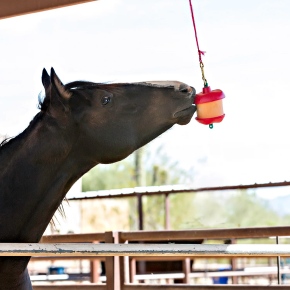 Jolly Stall Snack Holder with Apple Flavored Treat For Horses - Horse Treats 2