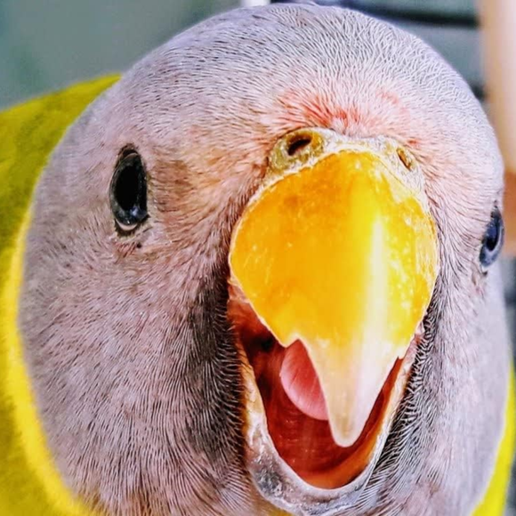 bird 