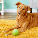 JW Pet iSqueak Ball Toy For Dogs- Assorted colors