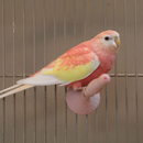 Rubino Bourke's Parakeet, a siting on JW Pet InSight Sand Perch Bird Accessory for Nail Trimming