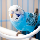 Budgerigar, commonly known as a budgie or parakeet