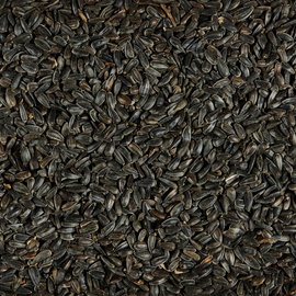 Black Oil Sunflower Seeds