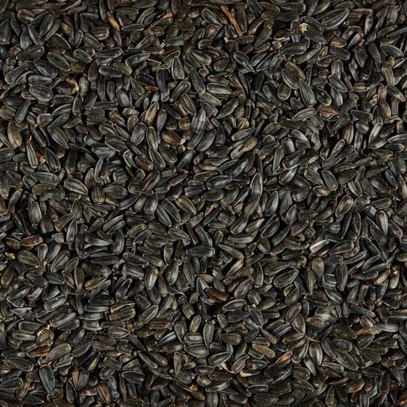 Black Oil Sunflower Seeds