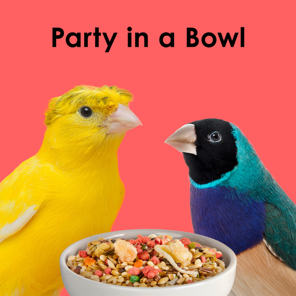 Kaytee Fiesta Canary & Finch Bird Food (2 lb) - Bird Food 10