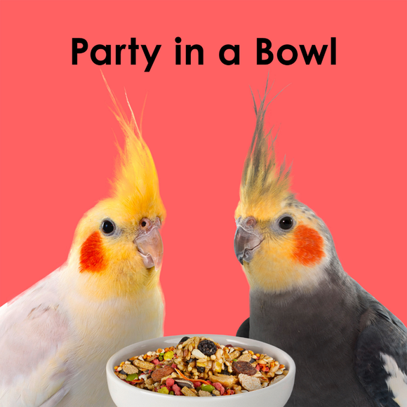 Kaytee Fiesta Cockatiel Bird Food - Bird Food 10