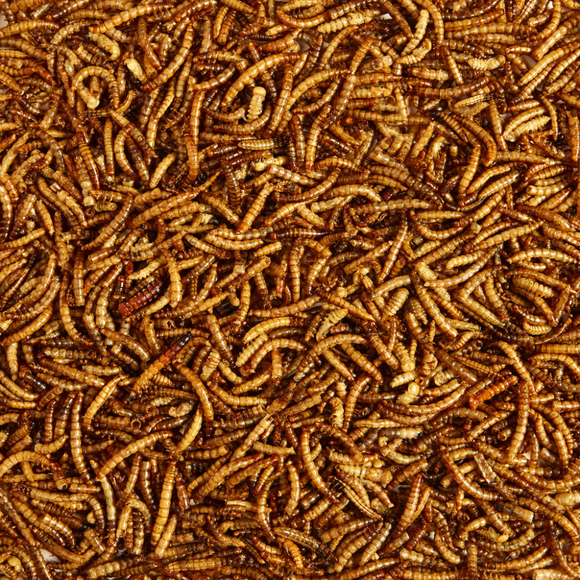 Kaytee Mealworms