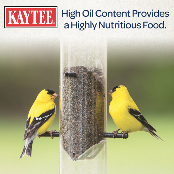 High Nutritional Energy  seeds