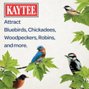 Attract and Feed Wild Birds Easily