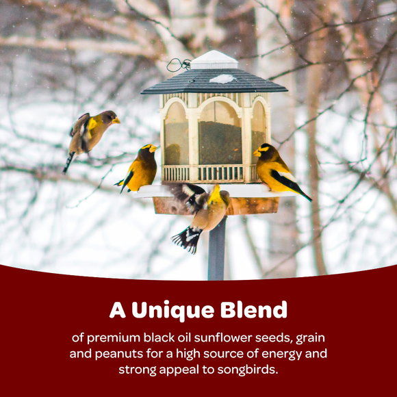 Attract Colorful Songbirds to Your Backyard