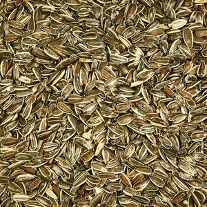 Premium Sunflower Seeds