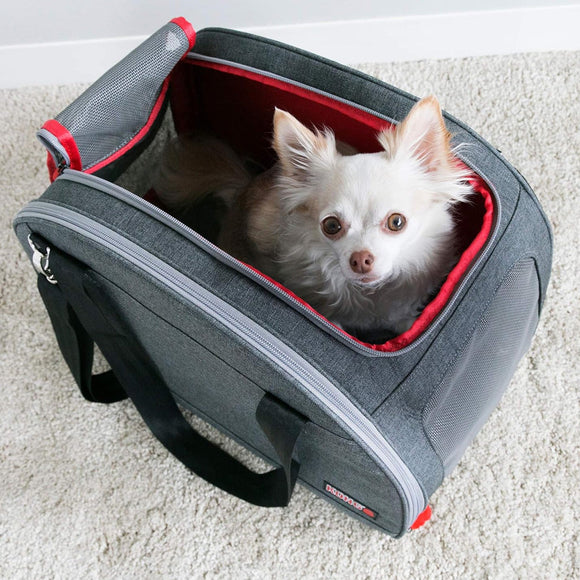 Small white dog peeking out from a gray pet carrier with red interior on a light carpet.