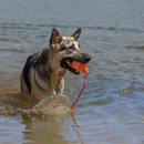 KONG Aqua Floating Dog Toy Large - Dog Toy 3