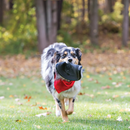 KONG Extreme Flyer - Dog Toy 3