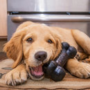 KONG Extreme Goodie Bone - Dog Toy 3