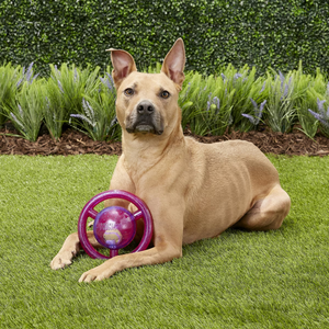 KONG Jumbler Disc Dog Toy Medium/Large - Dog Toy 2