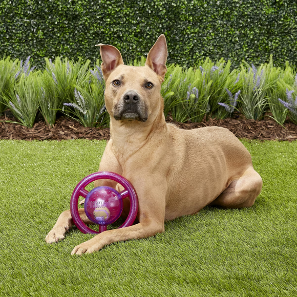 KONG Jumbler Disc Dog Toy Medium/Large - Dog Toy 2