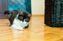 Kong Laser Cat Toy