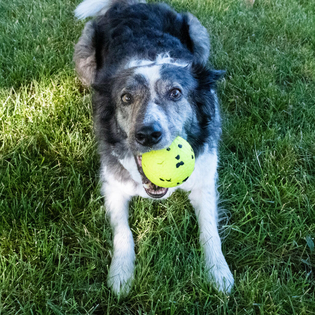 KONG Reflex Ball Dog Toy, Large