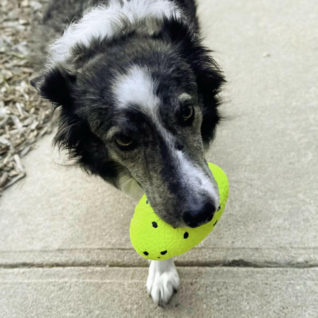 KONG Reflex Football Dog Toy, Medium/Large