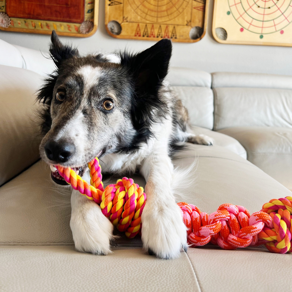 KONG Rope Bunji Dog Toy Assorted Colors - Dog Toy 7