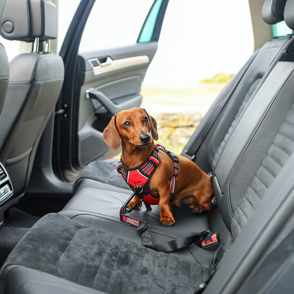 Dog wearing a red harness sitting in the back seat of a car with a visible car seat cover.